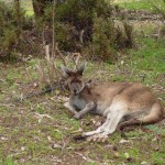 ...in Australien...