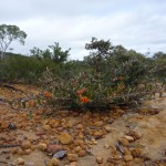 Lasueur NP
