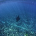 Manta Rochen