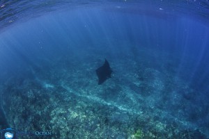 Mantarochen