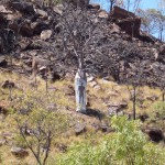 Kununurra