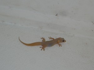 Gecko