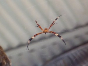 Another spider