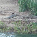 Süßwasserkrokodil