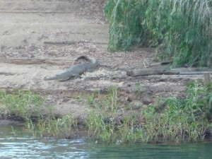 Süßwasserkrokodil