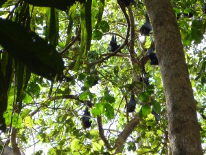 Flughunde