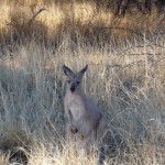 Wallaby