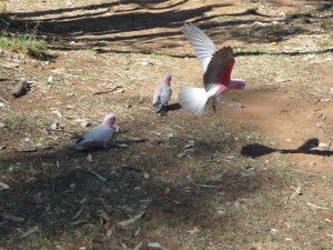 P1070293