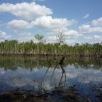 Tabletop Swamp