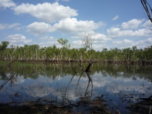 Tabletop Swamp